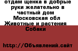 отдам щенка в добрые руки желательно в частный дом - Московская обл. Животные и растения » Собаки   